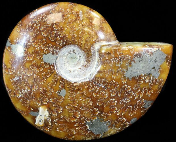 Cleoniceras Ammonite Fossil With Pyrite - Madagascar #44463
